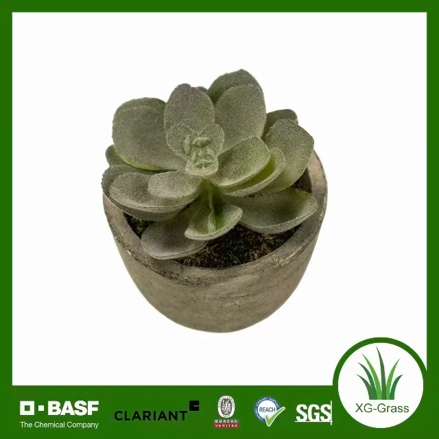 Mini arte succulenta realistica